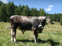 Animali di razza in purezza - Val Sarentino